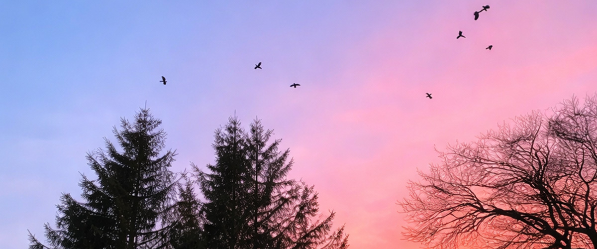 Grovewood Ancient Celtic Healing